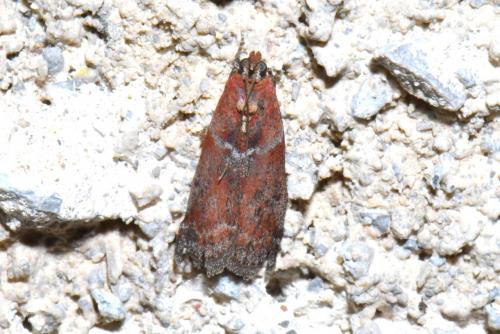 Réf. 234 453 : Cryptoblabes sp.